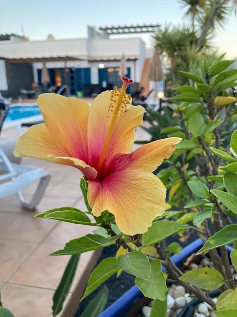 "Our Soleada" Villa Cosy And Flowery, Heated Pool Playa Blanca  Ngoại thất bức ảnh